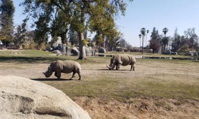 Photo of rhinos at the Fresno Chaffee Zoo
